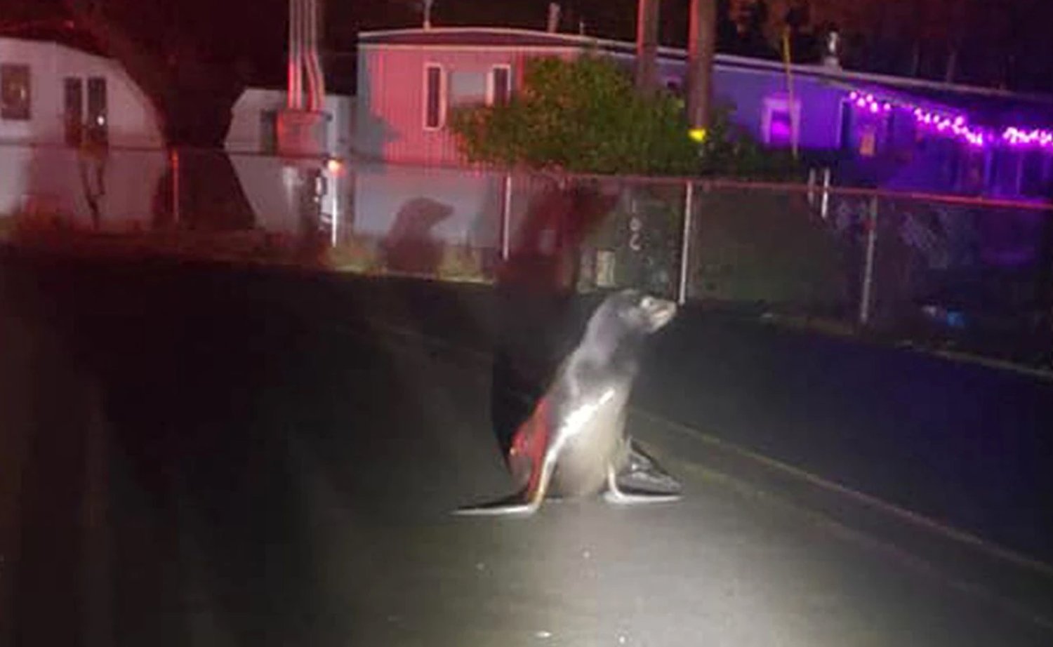 A sea lion wanders the streets of Lincoln City after coming ashore from the Siletz River on Nov. 26, 2021.Lincoln City Police Department